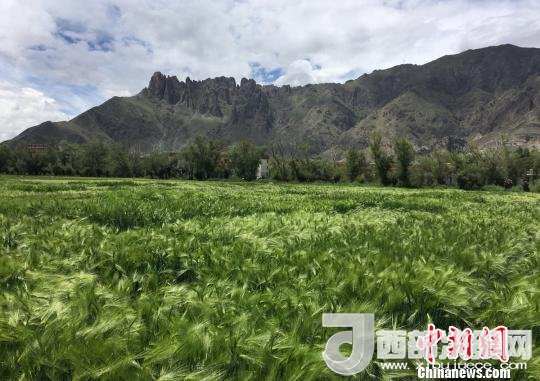 2017年西藏青稞總產(chǎn)量達(dá)到79萬噸，占糧食總產(chǎn)量的77%。圖為西藏青稞?！⊥跤窳?攝