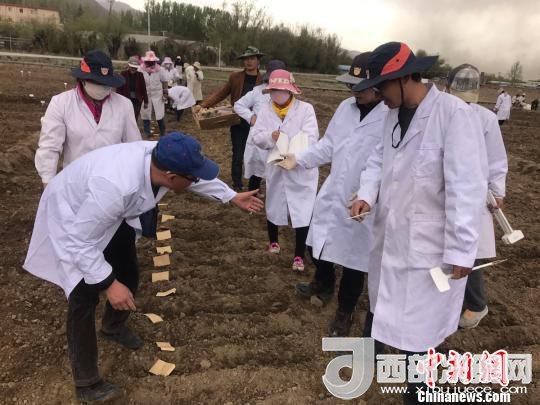 圖為研究員實(shí)地調(diào)研青稞生長土壤?！⊥跤窳?攝