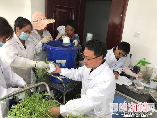 圖為研究員正在調(diào)查青稞感染白粉病情況?！⊥跤窳?攝