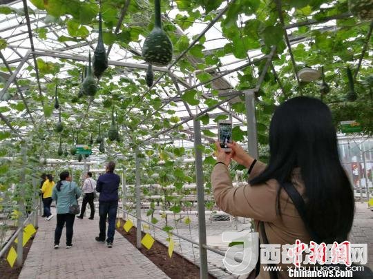 山西省郵政管理局積極推動(dòng)“一市一品”農(nóng)特產(chǎn)品進(jìn)城項(xiàng)目。 資料圖 楊杰英 攝
