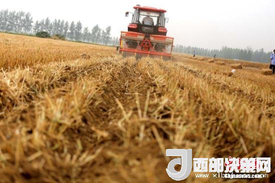 資料圖：收割機進行機械化收割。<a target='_blank'  data-cke-saved- >中新社</a>記者 王中舉 攝