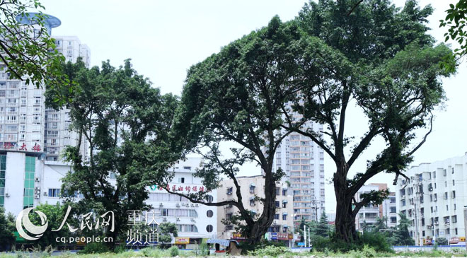 黃桷樹廣場正在建設(shè)中。王嫚 攝