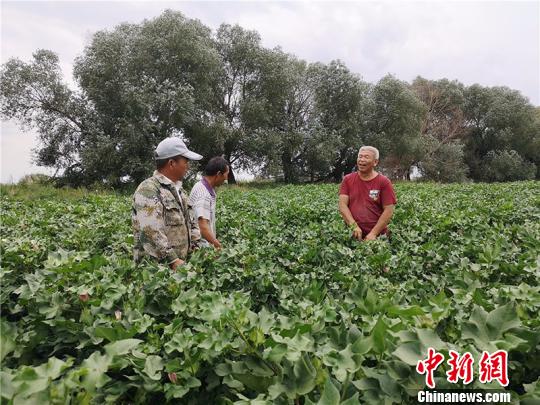 遠(yuǎn)改忠在棉花地里為連隊(duì)職工分享種植經(jīng)驗(yàn)?！“叉陆?攝