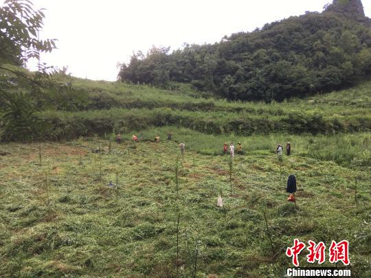 貴州同威生物科技有限公司天麻種植基地?！≈軏?攝