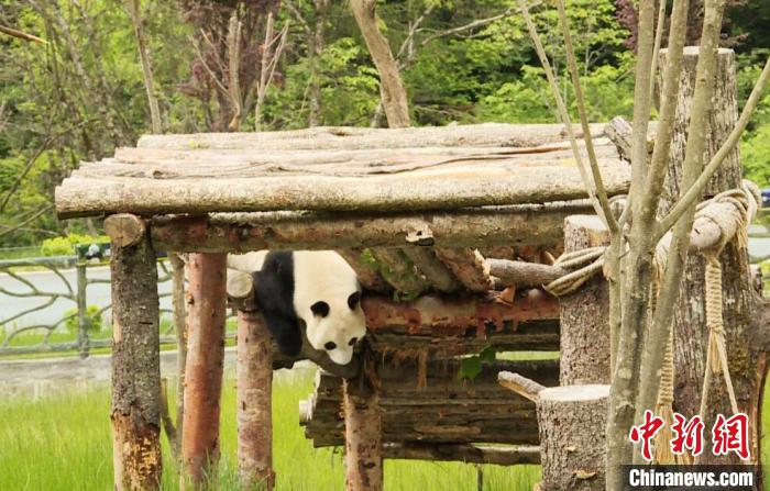 九寨溝熊貓園里的大熊貓?！【耪瘻峡h委宣傳部提供 攝