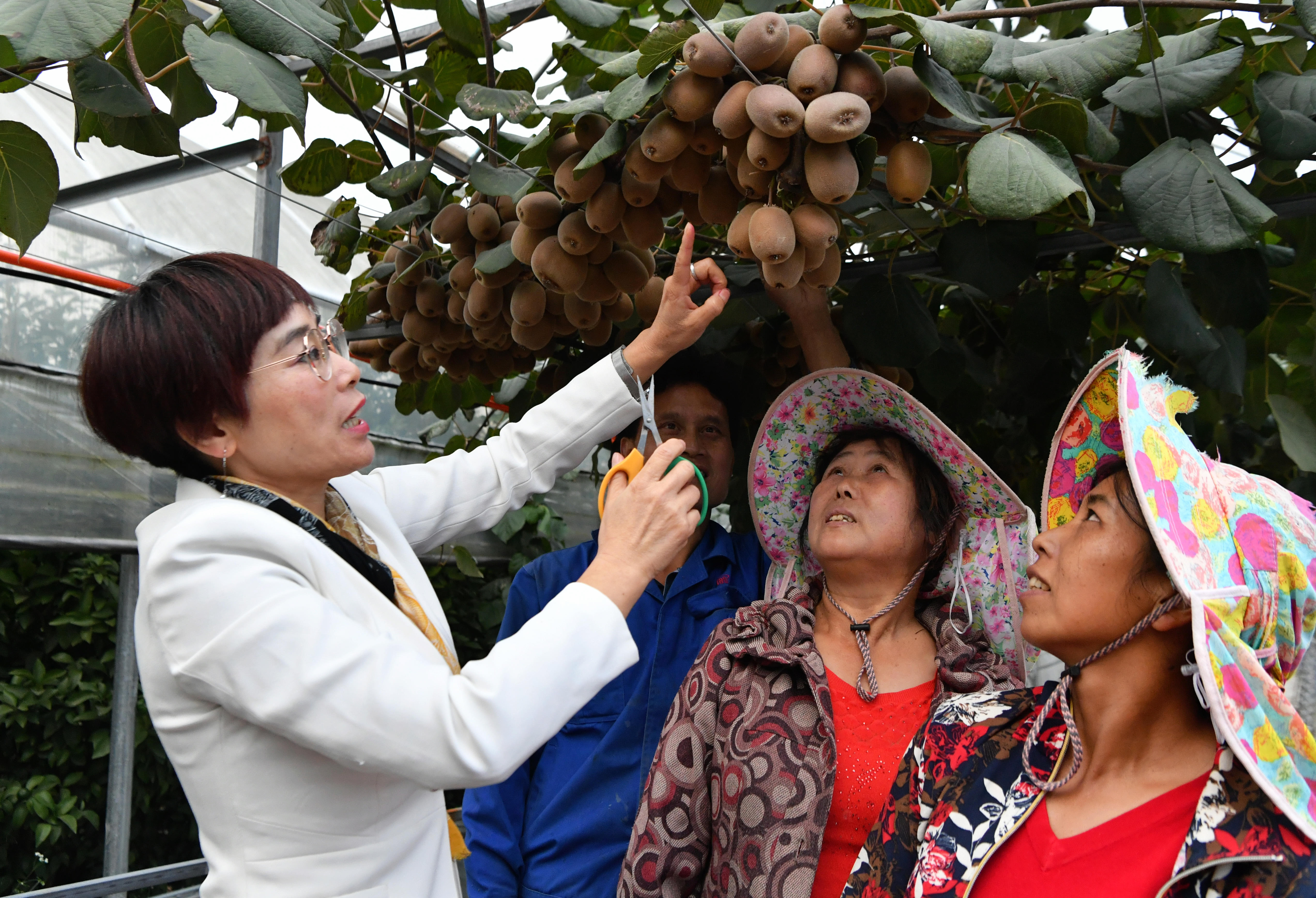 2020年10月22日，在周寧縣農(nóng)民創(chuàng)業(yè)示范基地特色水果種植園，福建省寧德市農(nóng)業(yè)科學(xué)研究所的科技特派員（左一）在指導(dǎo)當(dāng)?shù)剞r(nóng)民采摘紅心獼猴桃。新華社記者魏培全攝.JPG
