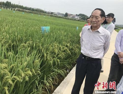 資料圖：袁隆平正在田間察看水稻生長(zhǎng)情況。 唐小晴 攝